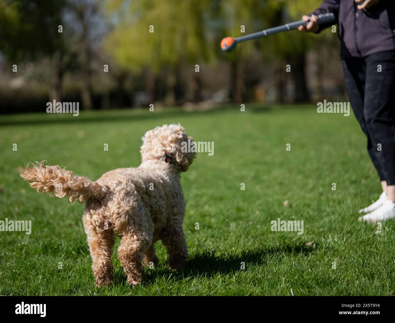 Woman Playing with dog in park Banque D'Images
