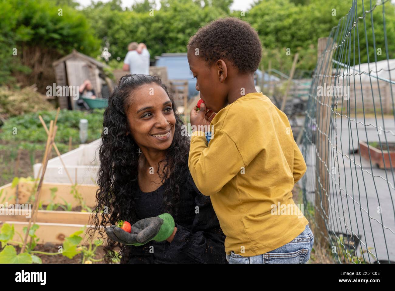 Mère et fils cueillant des baies à partir de plantes dans l'allotissement Banque D'Images