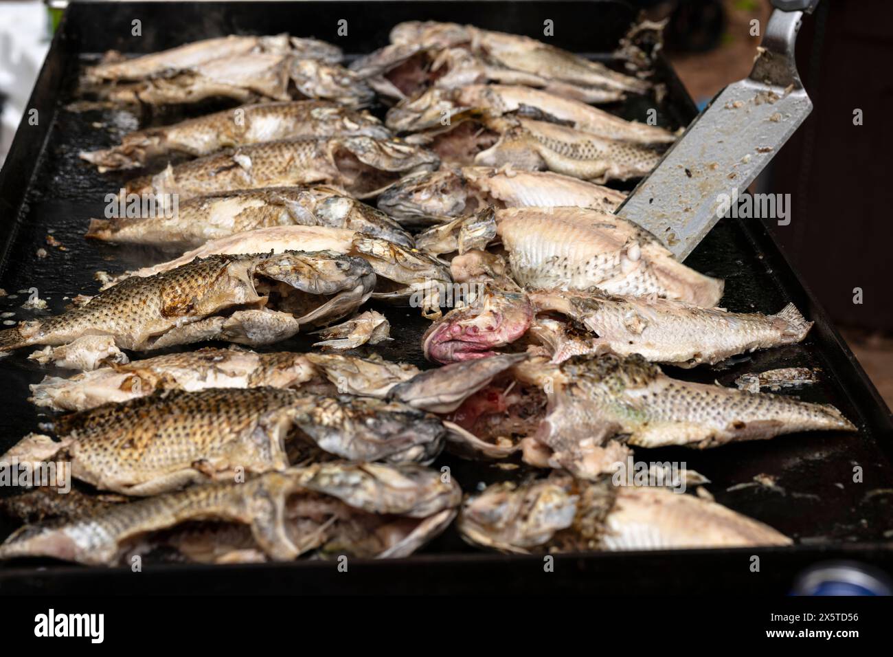 Frire le poisson entier tilapia sur le gril noir. Restauration pour un concept de fête. Banque D'Images