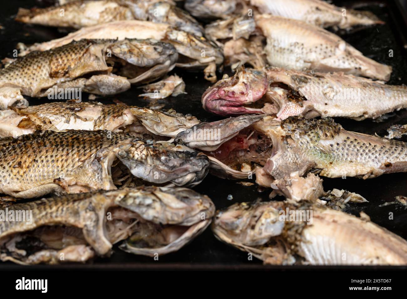 Frire le poisson entier tilapia sur le gril noir. Restauration pour un concept de fête. Banque D'Images