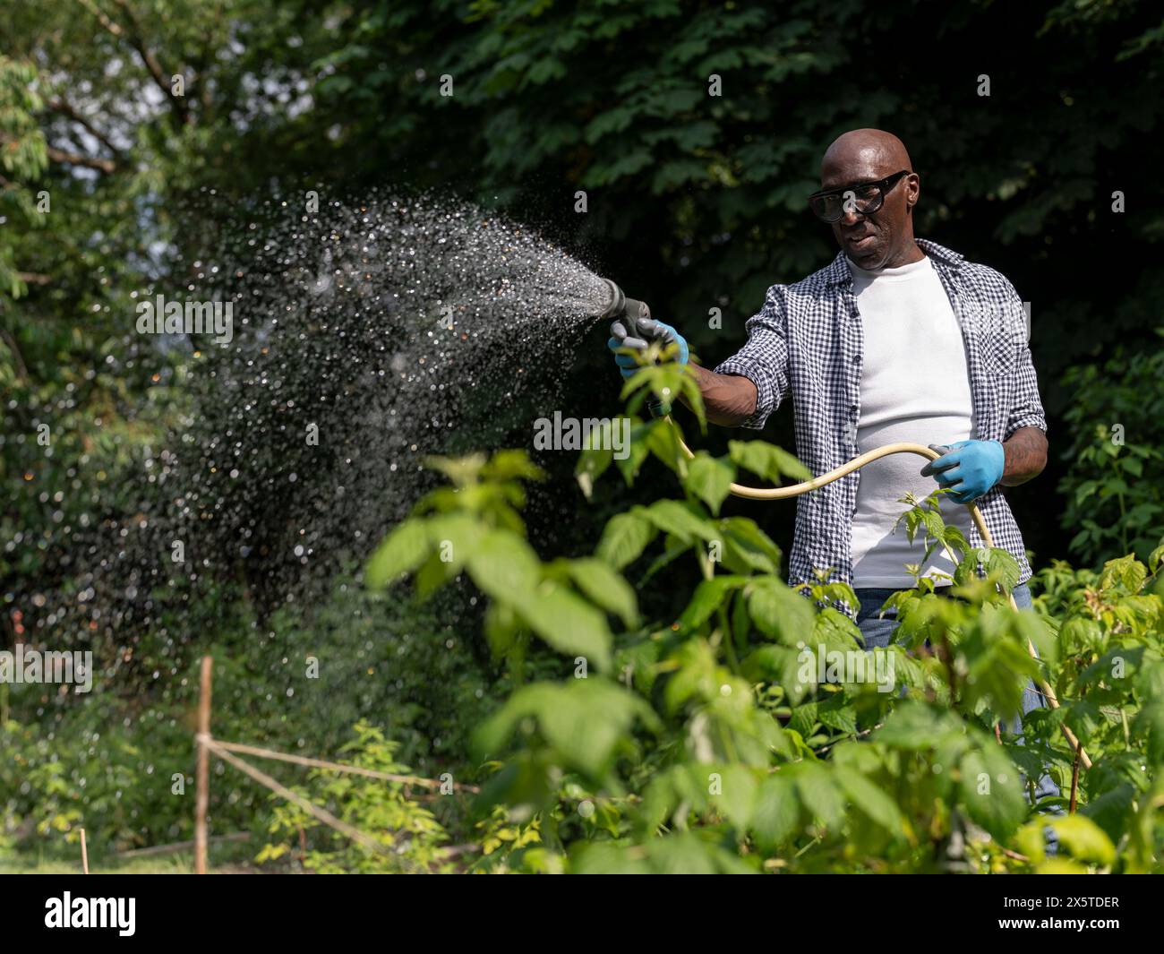 Homme mature souriant arrosant les plantes dans le jardin Banque D'Images