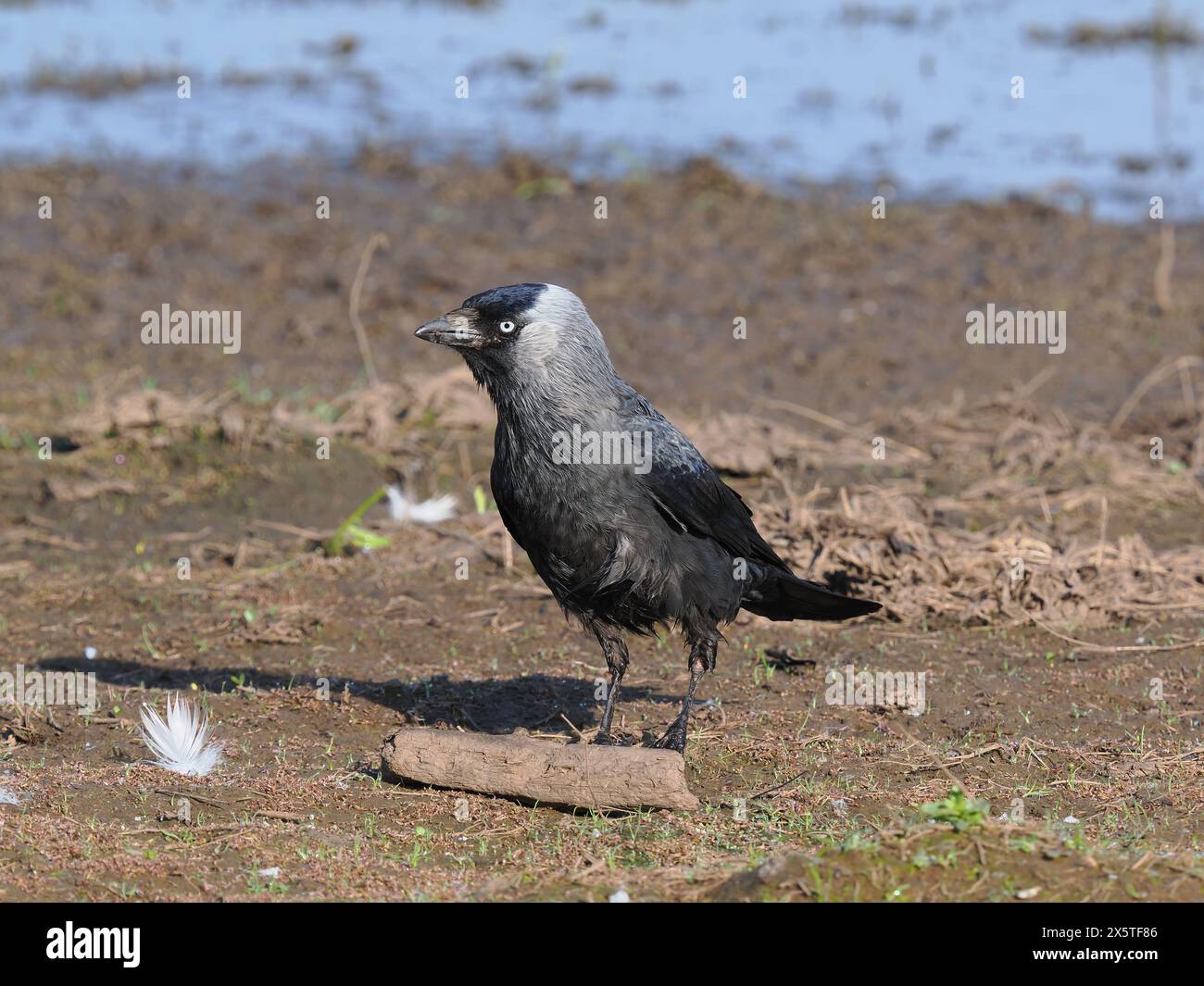 Jackdaws tirant le meilleur parti des opportunités de nourriture sur un champ inondé mais asséché. Banque D'Images