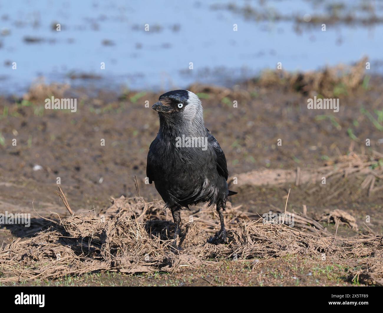 Jackdaws tirant le meilleur parti des opportunités de nourriture sur un champ inondé mais asséché. Banque D'Images
