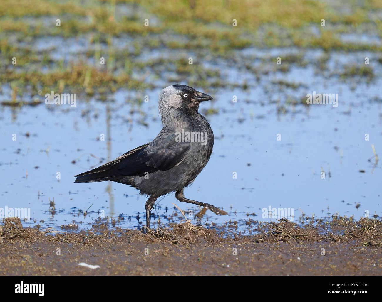 Jackdaws tirant le meilleur parti des opportunités de nourriture sur un champ inondé mais asséché. Banque D'Images