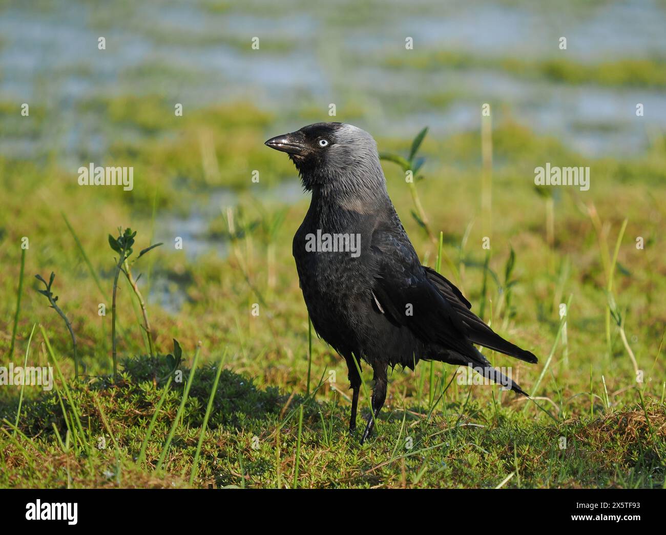 Jackdaws tirant le meilleur parti des opportunités de nourriture sur un champ inondé mais asséché. Banque D'Images