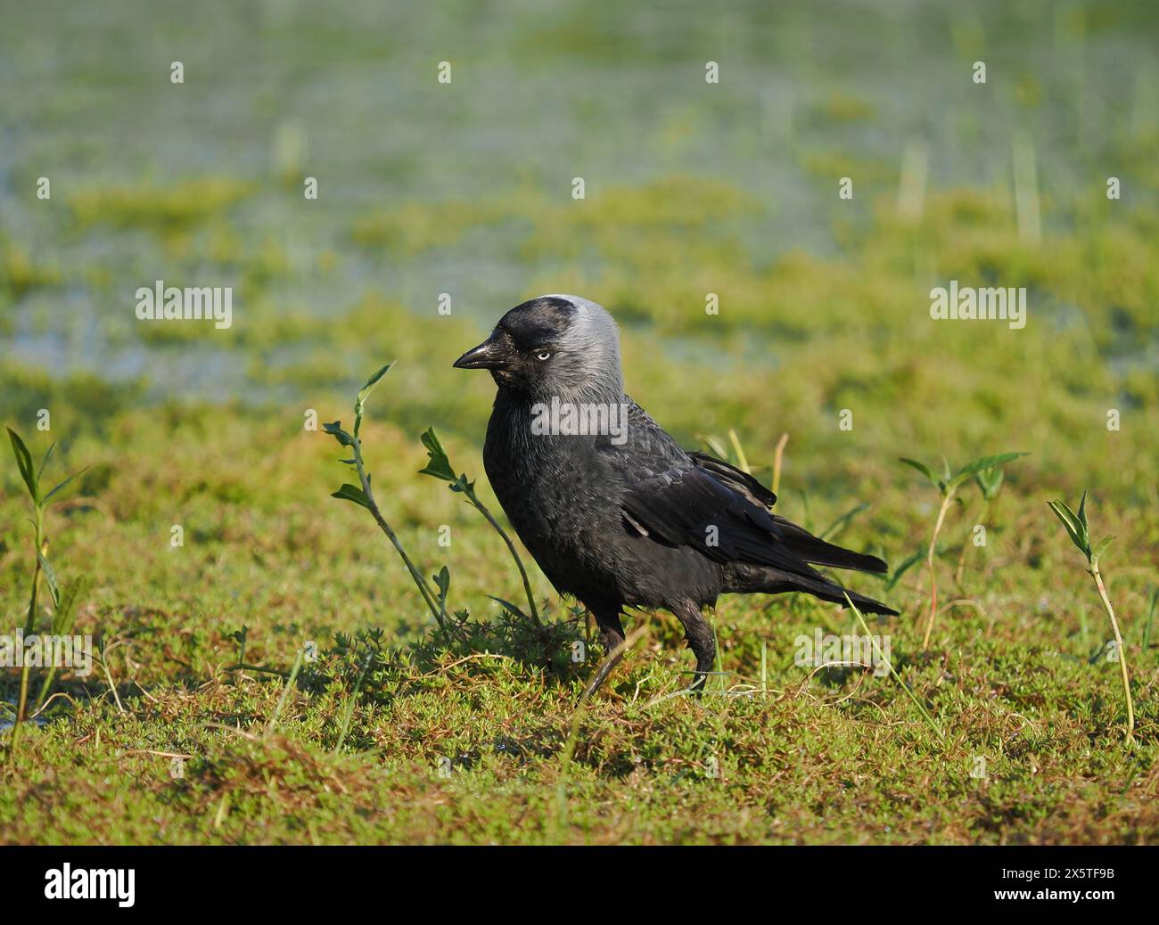 Jackdaws tirant le meilleur parti des opportunités de nourriture sur un champ inondé mais asséché. Banque D'Images