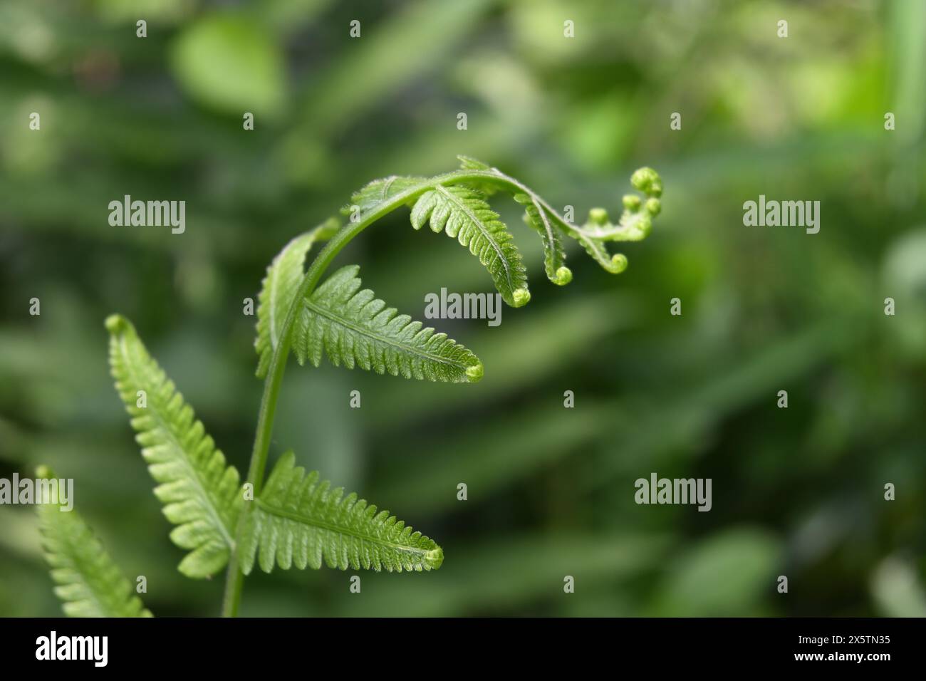 Un fond de papier peint magnifique avec une fronde de fougère fraîche se déroulant et un fond flou Banque D'Images