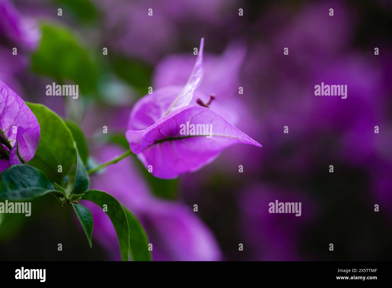 Fleur tropicale bougainvillière violette, gros plan, espace de copie Banque D'Images