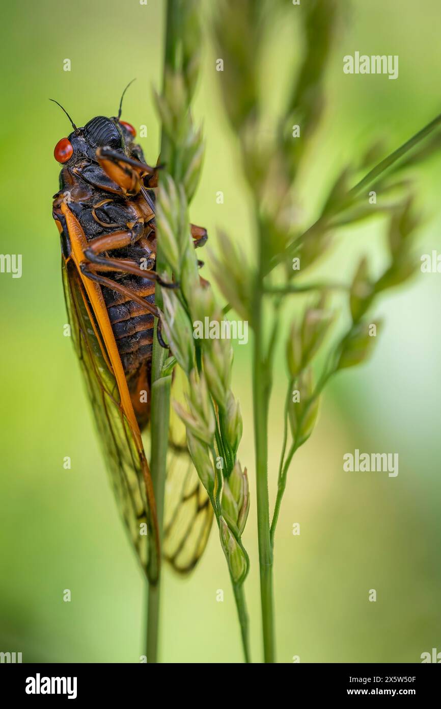 Dans le cadre tranquille d'un pré ensoleillé, une cigale se lance dans une ascension lente et délibérée d'un long brin d'herbe. Banque D'Images