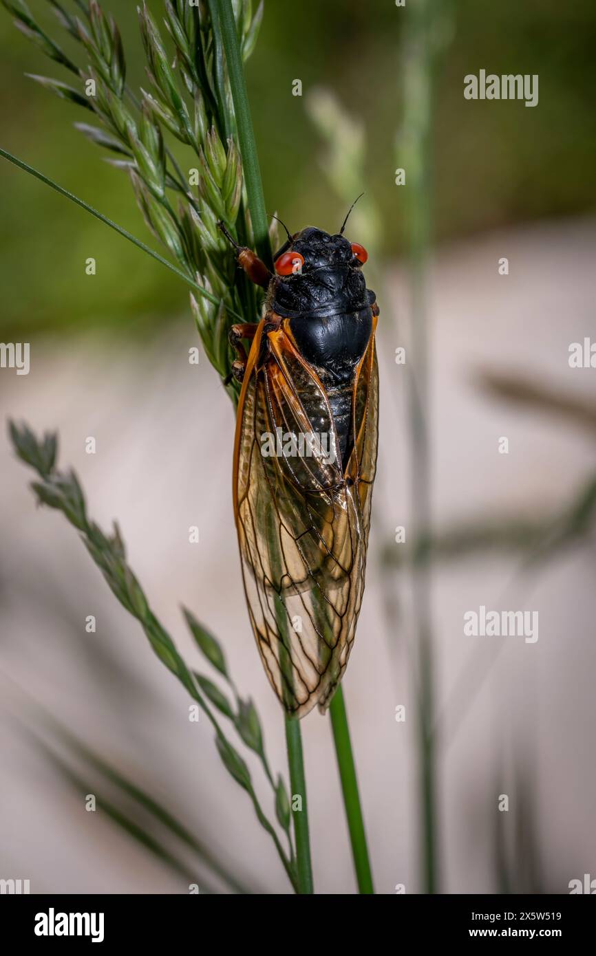 Dans le cadre tranquille d'un pré ensoleillé, une cigale se lance dans une ascension lente et délibérée d'un long brin d'herbe. Banque D'Images