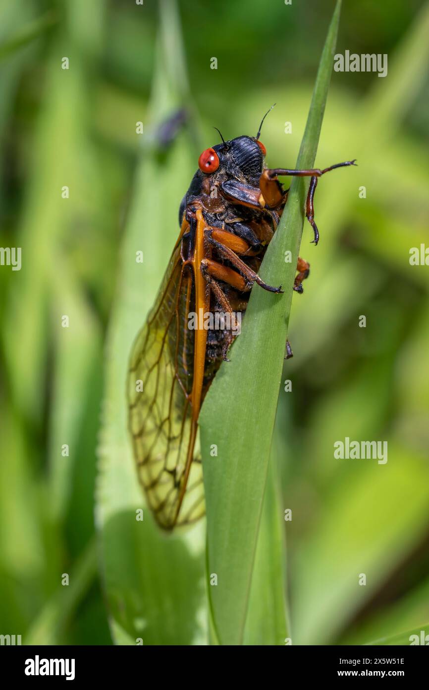 Dans le cadre tranquille d'un pré ensoleillé, une cigale se lance dans une ascension lente et délibérée d'un long brin d'herbe. Banque D'Images