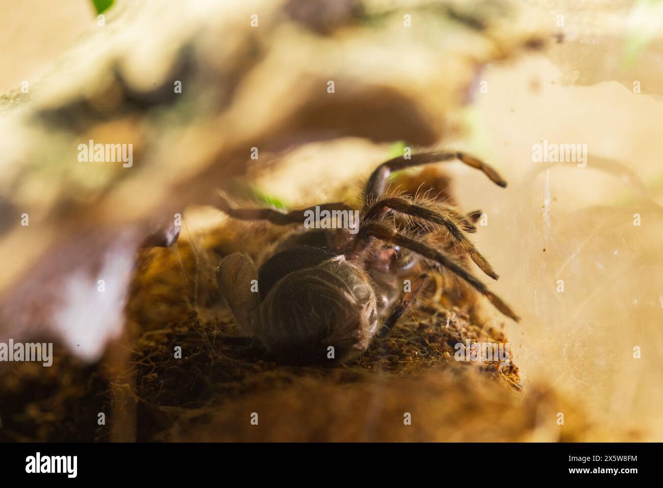 Procédé de mue d'araignée femelle de Brachypelma Harmorri ou Brachypelma Smithi Tarantula juvénile Banque D'Images