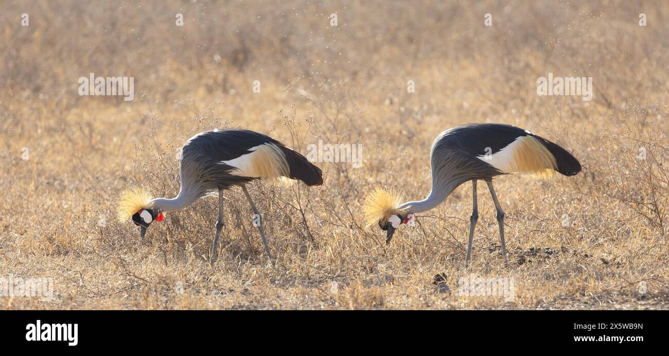 Grue grise ou africaine couronnée Banque D'Images