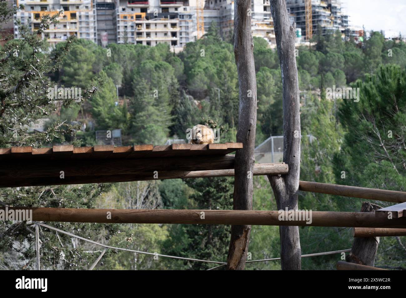 Singe Snub-Nosed doré au zoo biblique de Jérusalem en Israël. Photo de haute qualité Banque D'Images