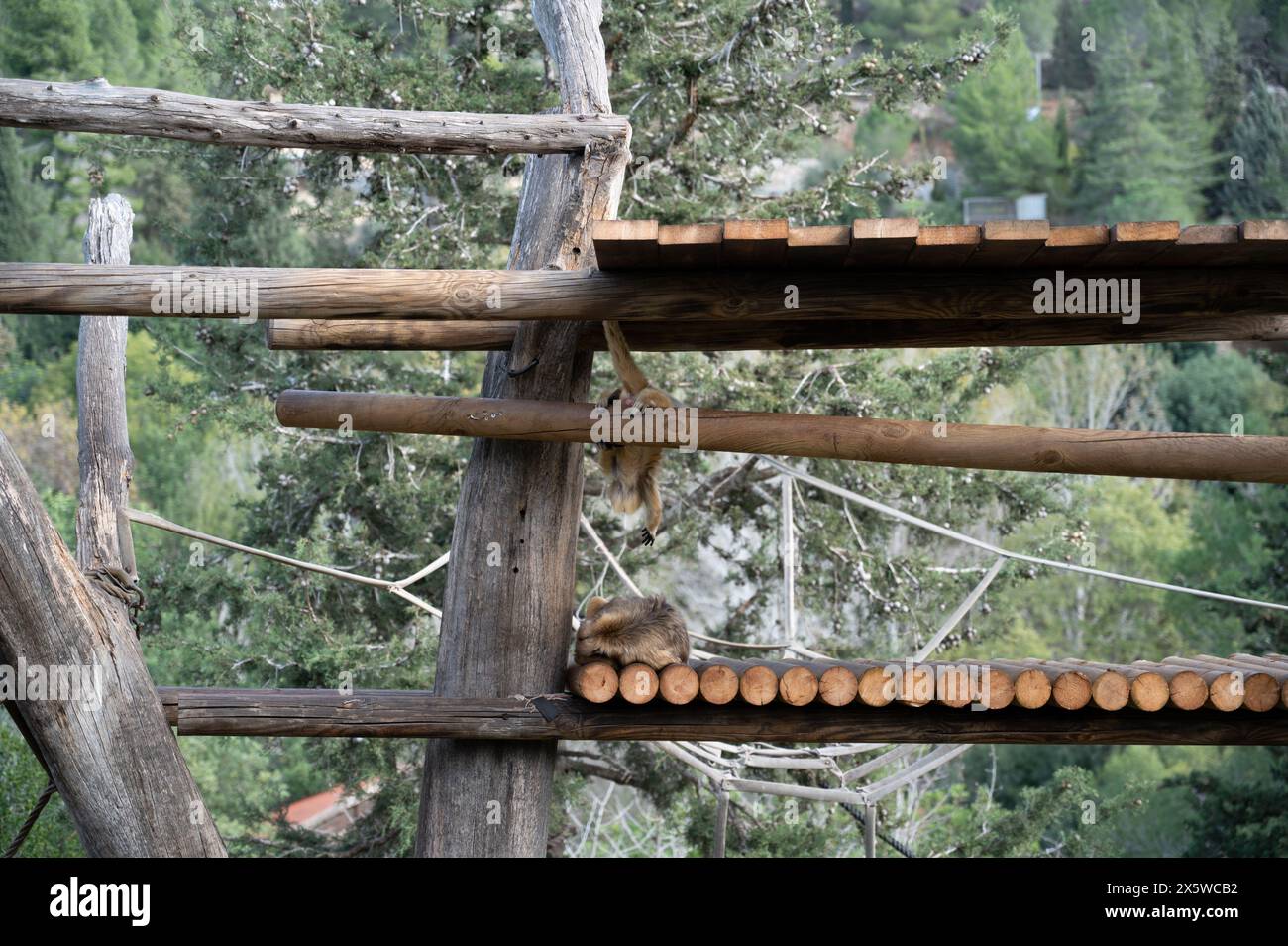 Singe Snub-Nosed doré au zoo biblique de Jérusalem en Israël. Photo de haute qualité Banque D'Images
