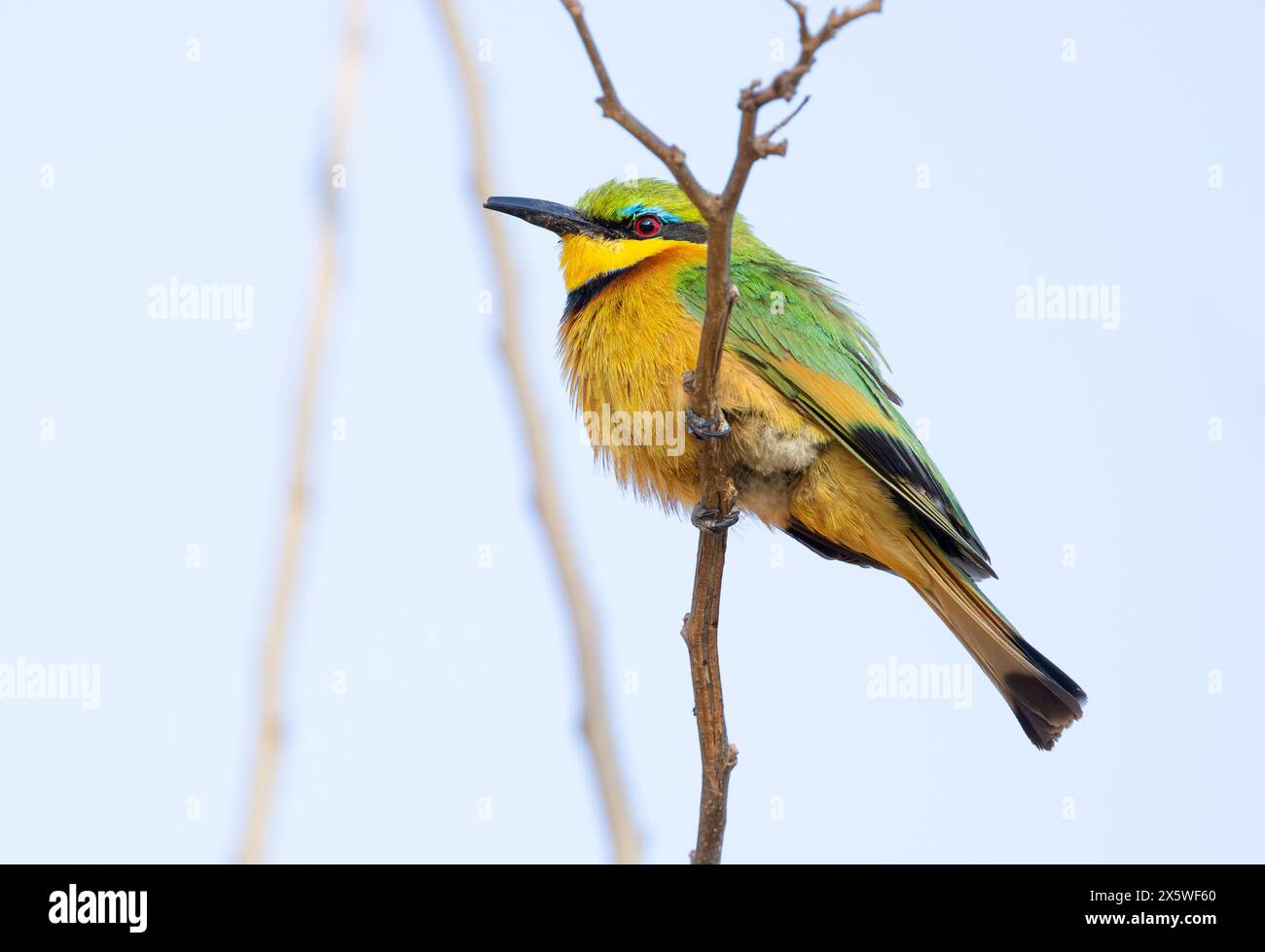 Little Bee-eater Banque D'Images