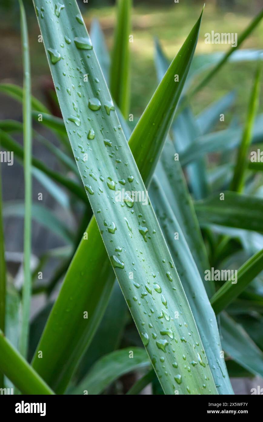 L'Italie, Campagne, gouttes de rosée sur un plant de maïs Dracaena Fragrans (feuille) Banque D'Images