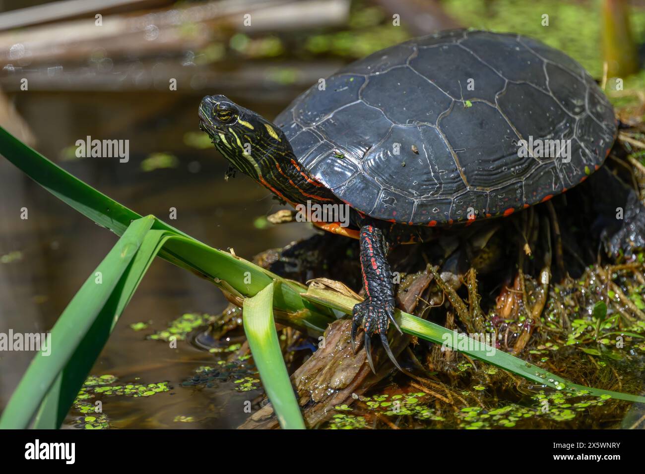 Une tortue peinte (Chrysemys picta) hors de l'eau à Kensington Metropark, Michigan, États-Unis. Banque D'Images