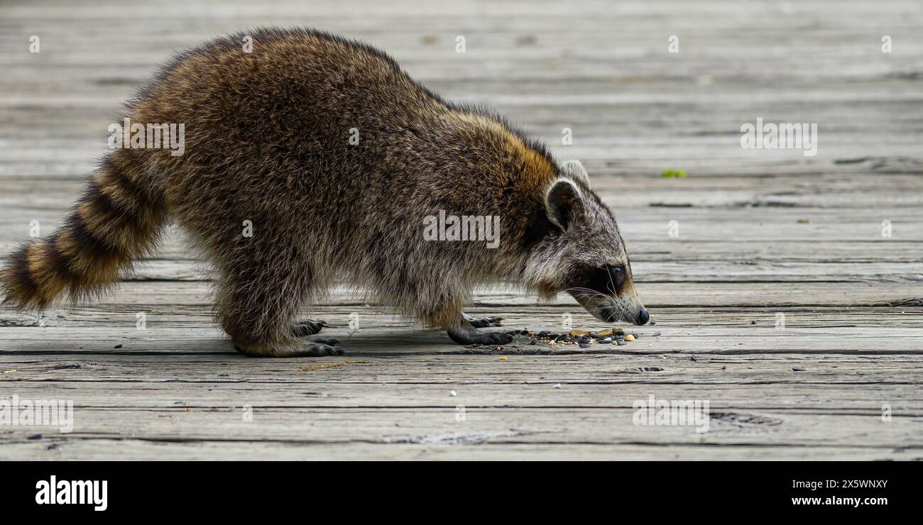 Un gros plan du visage d'un jeune raton laveur (Procyon lotor) mangeant des graines d'oiseau sur une promenade à Kensington Metropark dans la journée dans le Michigan, USA. Banque D'Images