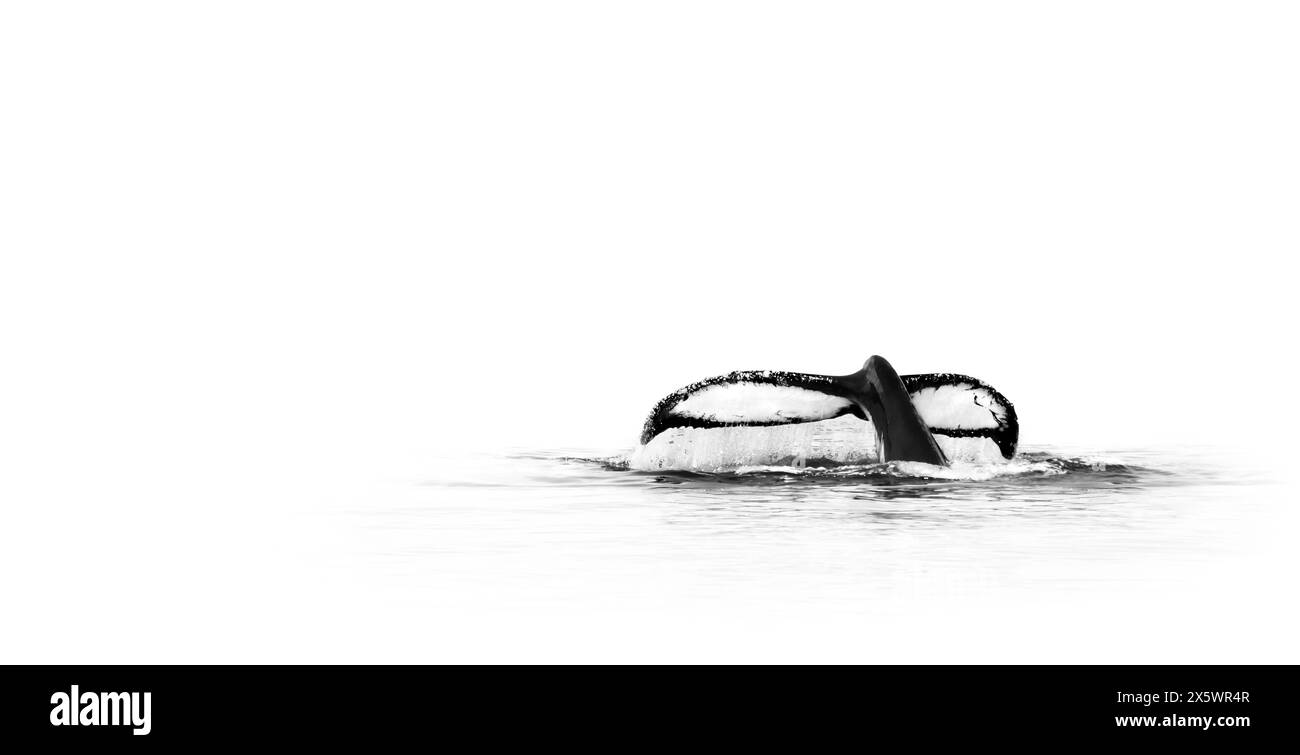 Image Bnw minimaliste de la queue d'une baleine à bosse (Megaptera novaeangliae), fond blanc, monochrome, minimalisme, espace de copie, espace négatif Banque D'Images