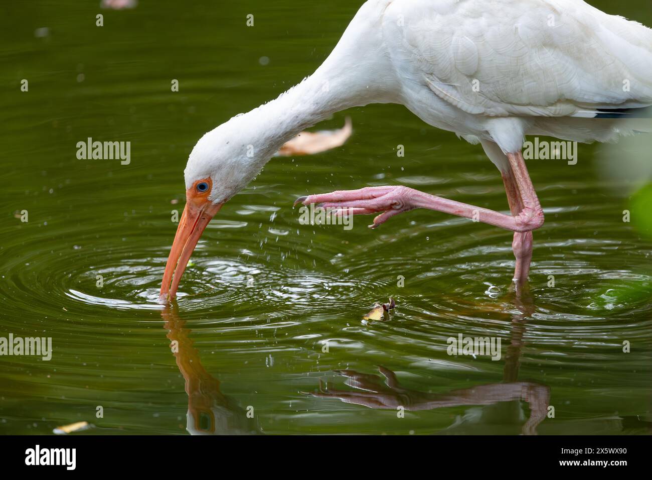 Ibis blanc américain Banque D'Images