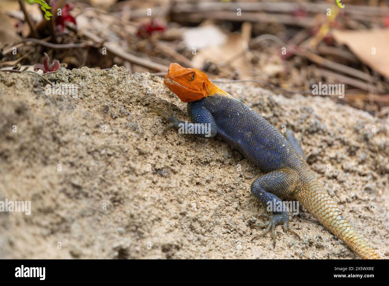 Lézard Agama commun Banque D'Images