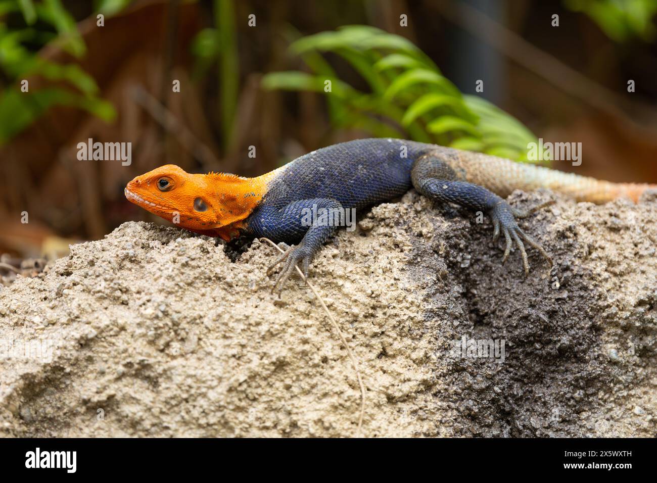 Lézard Agama commun Banque D'Images