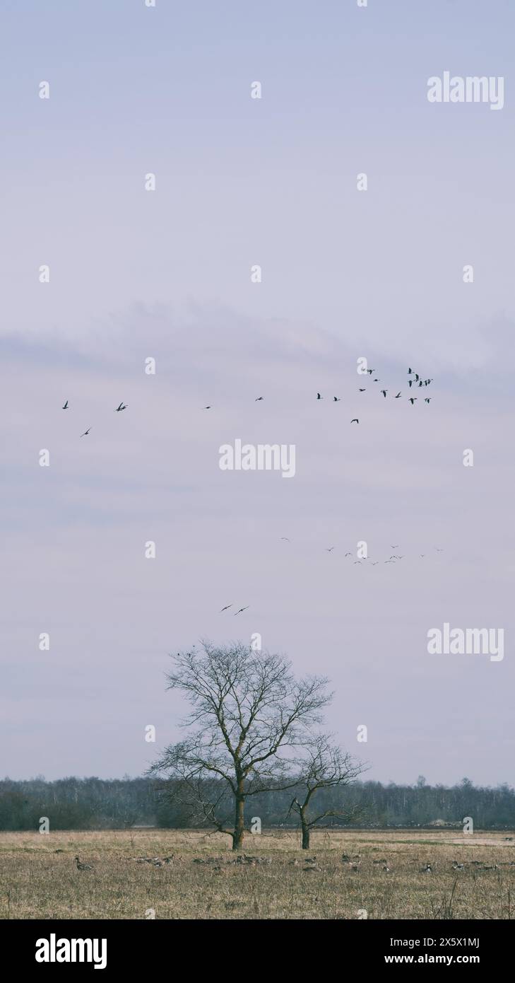 Les oiseaux dans le ciel Banque D'Images Les oiseaux dans le ciel Banque D'Images