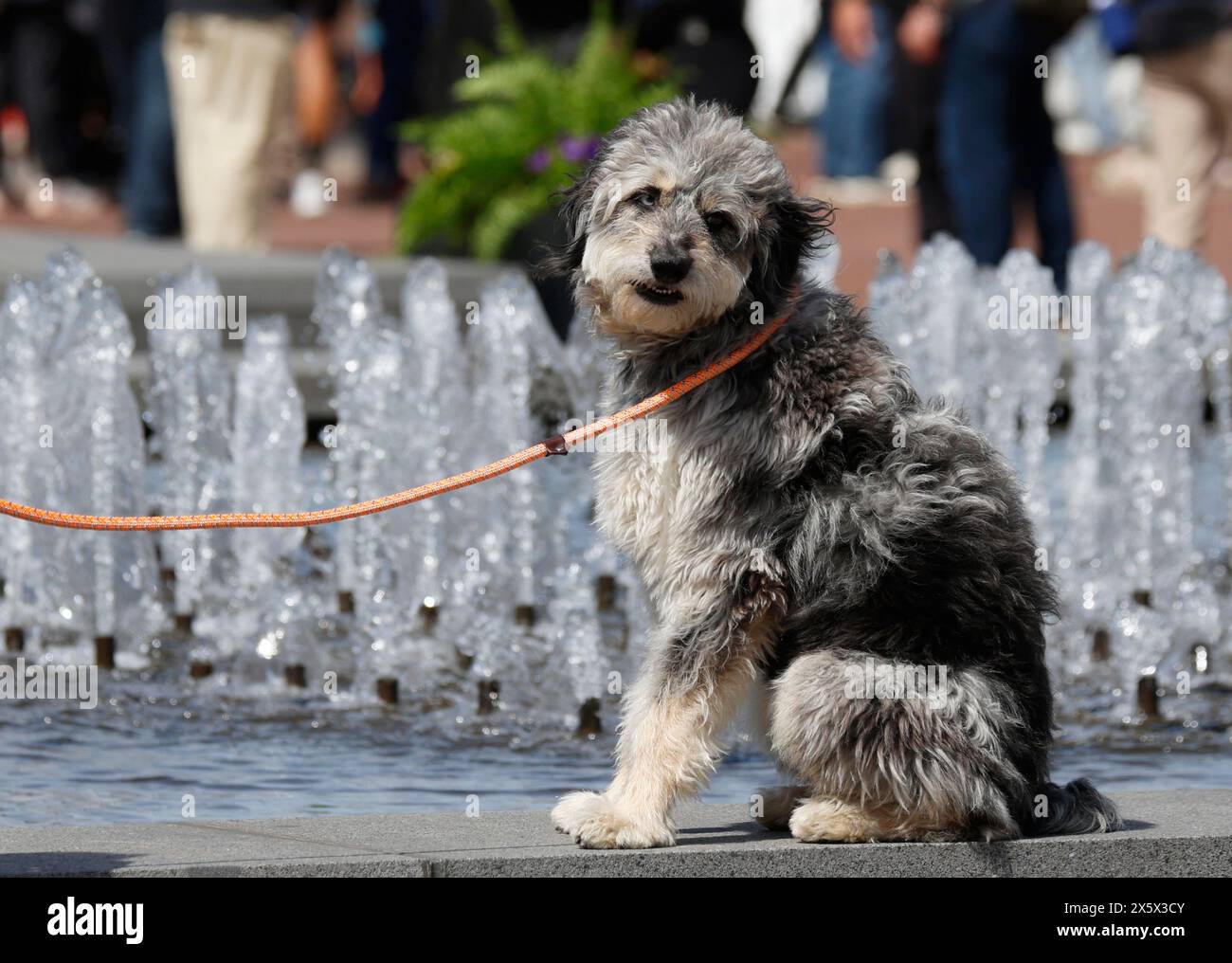 New York, États-Unis. 11 mai 2024. Les chiens portent une laisse sur le terrain lors de la 148e exposition canine annuelle du Westminster Kennel Club présentée par Purina Pro Plan au USTA Billie Jean King National Tennis Center le 11 mai 2024 à New York. Photo de John Angelillo/UPI crédit : UPI/Alamy Live News Banque D'Images