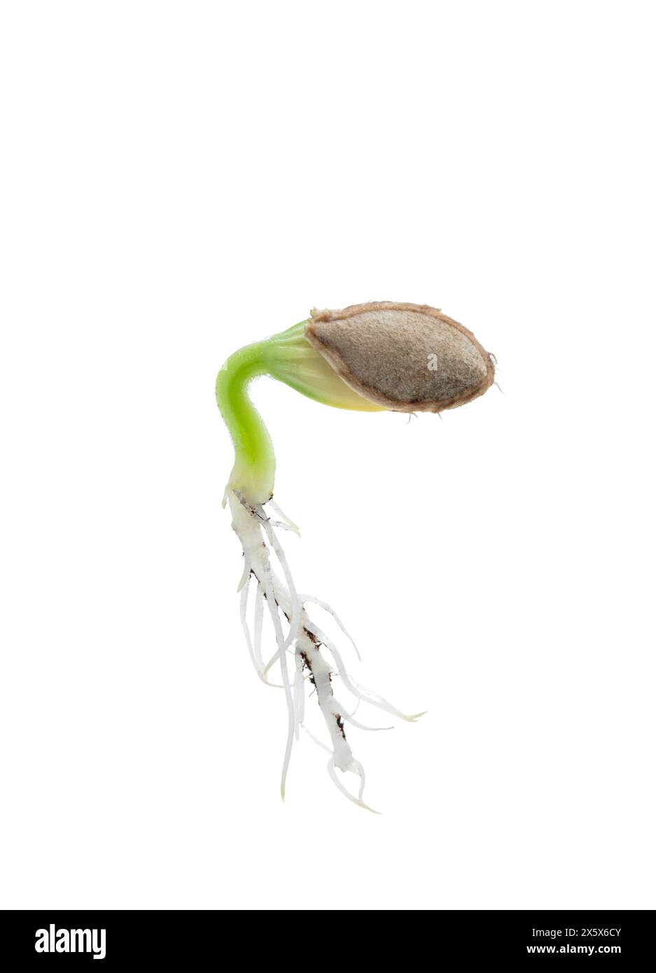 Plante de citrouille poussant à partir de graines isolées sur blanc Banque D'Images