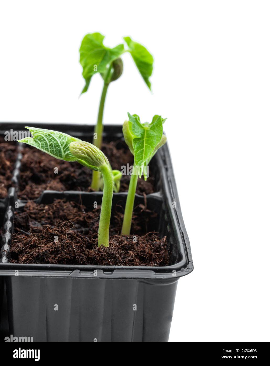 Semis germes de haricots dans un petit récipient noir isolé sur blanc Banque D'Images