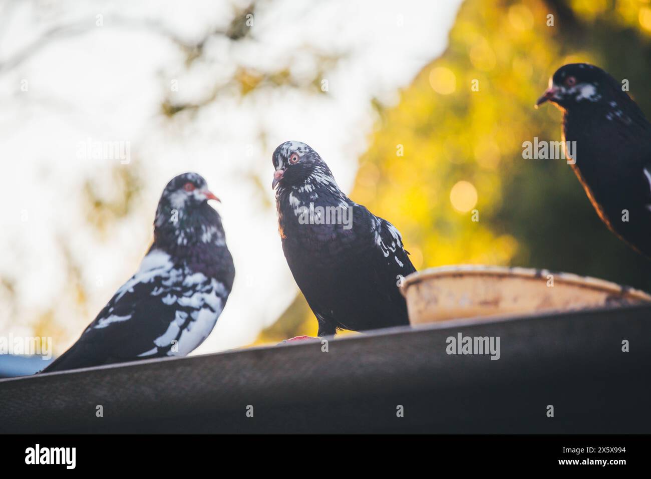 Waldviertler Kröpfer (Waldviertel Cropper Pigeon), Waldviertler Schecken, Schwarzschecken - une vieille race de pigeon du nord de l'Autriche Banque D'Images Waldviertler Kröpfer (Waldviertel Cropper Pigeon), Waldviertler Schecken, Schwarzschecken - une vieille race de pigeon du nord de l'Autriche Banque D'Images