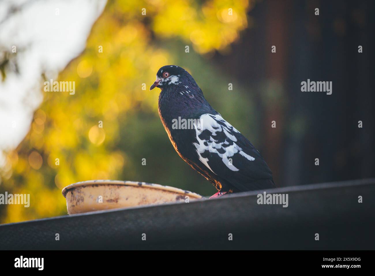 Waldviertler Kröpfer (Waldviertel Cropper Pigeon), Waldviertler Schecken, Schwarzschecken - une vieille race de pigeon du nord de l'Autriche Banque D'Images Waldviertler Kröpfer (Waldviertel Cropper Pigeon), Waldviertler Schecken, Schwarzschecken - une vieille race de pigeon du nord de l'Autriche Banque D'Images