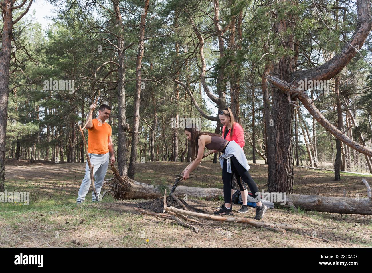 Trois touristes ramassent du bois de chauffage pour un feu dans une forêt de pins. Banque D'Images