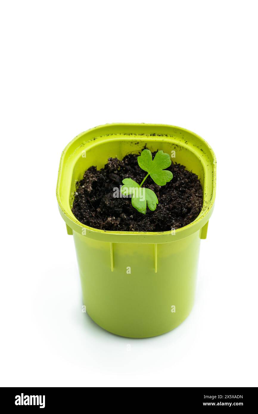 Plante célérique dans un petit pot en plastique isolé sur blanc Banque D'Images