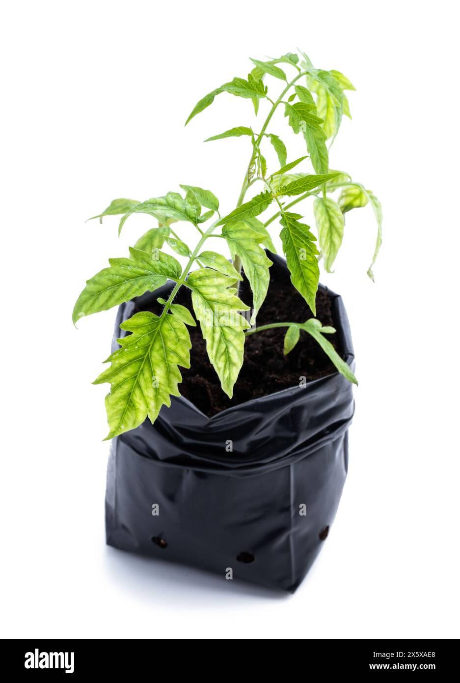 Plants de tomate avec des signes de manque de microéléments isolés sur blanc Banque D'Images