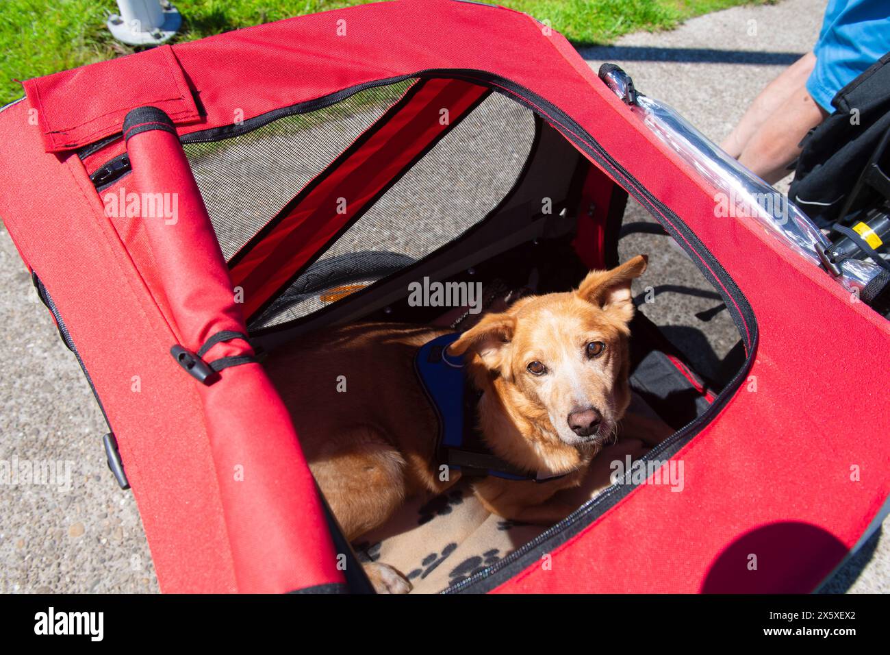 Chien seul allongé dans Red Doggy ride Banque D'Images