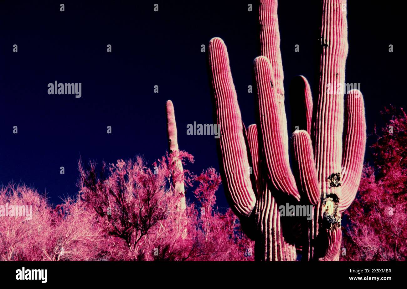 Stand de cactus saguaro classique capturé sur film infrarouge Kodak 35 mm dans le désert de l'Arizona. Banque D'Images