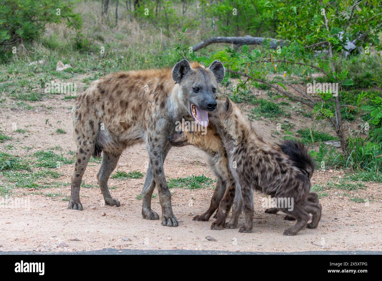 Famille Hyena - jeunes sub-adultes et accueil adulte Banque D'Images
