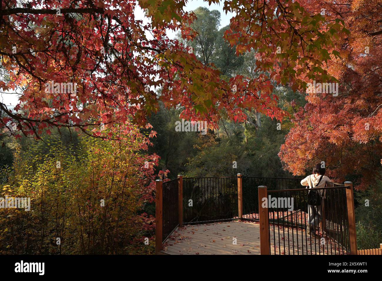 5 mai 2024, Melbourne, Victoria, Australie : les gens apprécient pendant la saison d'automne à Bright, Huggins Lookout, Mount Hotham à 400 km de Melbourne. Bright était connu comme une destination hivernale et le Festival d'automne était un effort pour attirer les visiteurs à une période calme. Bright est une ville du nord-est de Victoria, en Australie, à 319 mètres au-dessus du niveau de la mer à l'extrémité sud-est de la vallée des fours. Au recensement de 2021, Bright avait une population de 2 620 habitants. Il est situé dans la zone de gouvernement local du Shire Alpine. (Crédit image : © Rana Sajid Hussain/Pacific Press via ZUMA Press Wire) USAGE ÉDITORIAL SEULEMENT! Non Banque D'Images