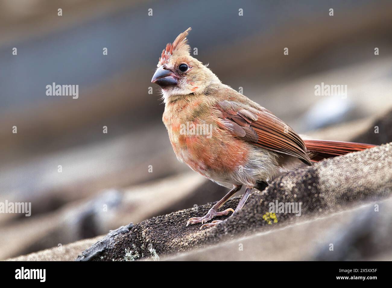 Mignonne jeune femelle cadinale du nord perchée sur un toit. Banque D'Images