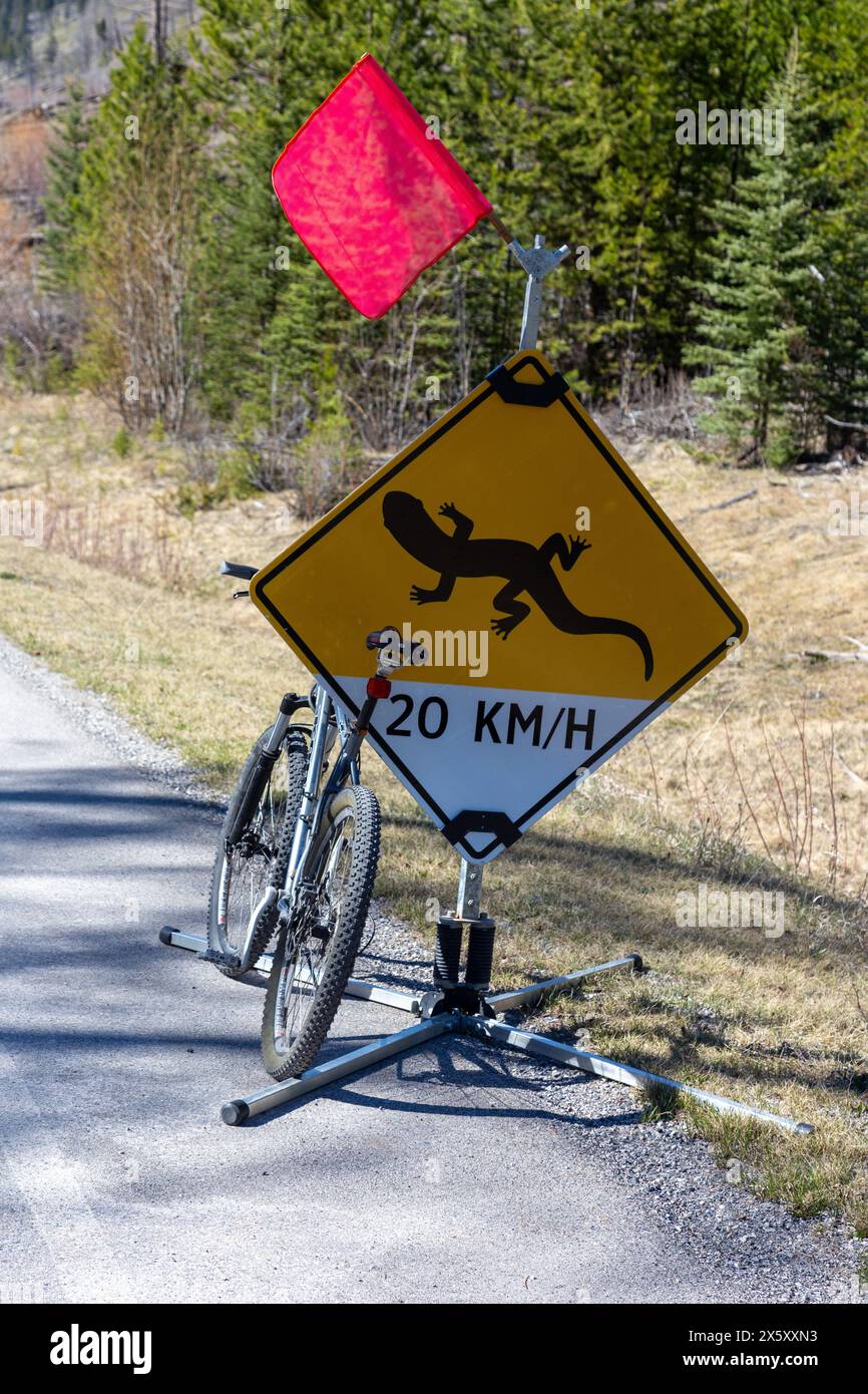 Vélo garé sur Road Shoulder. Pancarte jaune de limite de vitesse Salamander Lizard. Cyclisme sur le chemin Bow Valley Parkway dans le parc national Banff du Canada Banque D'Images