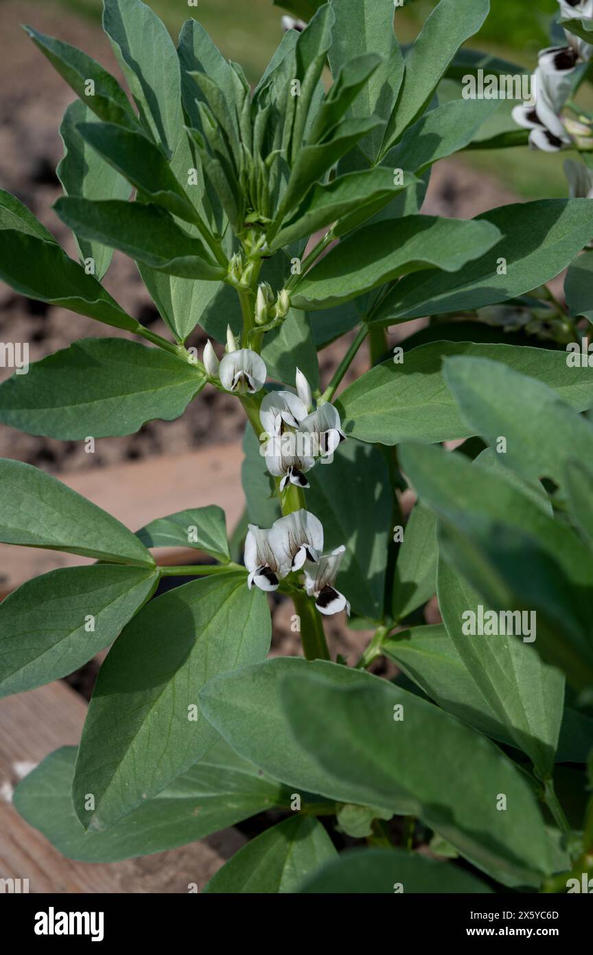 Plants de fèves à fleurs. Floraison Vicia Faba ou fèves de champs dans le jardin potager dans le lit surélevé. Banque D'Images