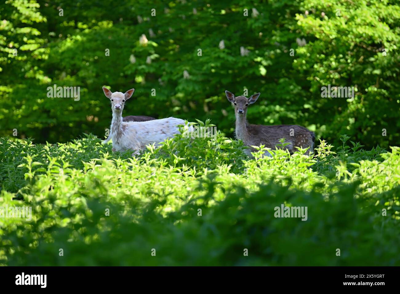 - Jachère daim. (Dama dama ) beau fond naturel avec des animaux. Forêt et le coucher du soleil. Brno - République tchèque - Europe. Nature - Animaux Banque D'Images