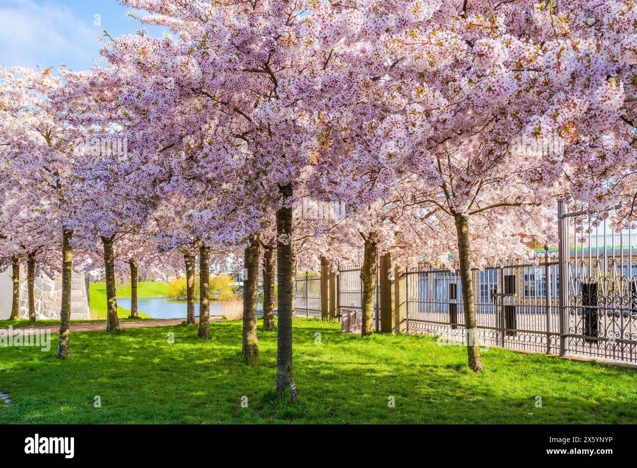 Beaux cerisiers en fleurs dans le parc Langelinie à Copenhague, Danemark Banque D'Images