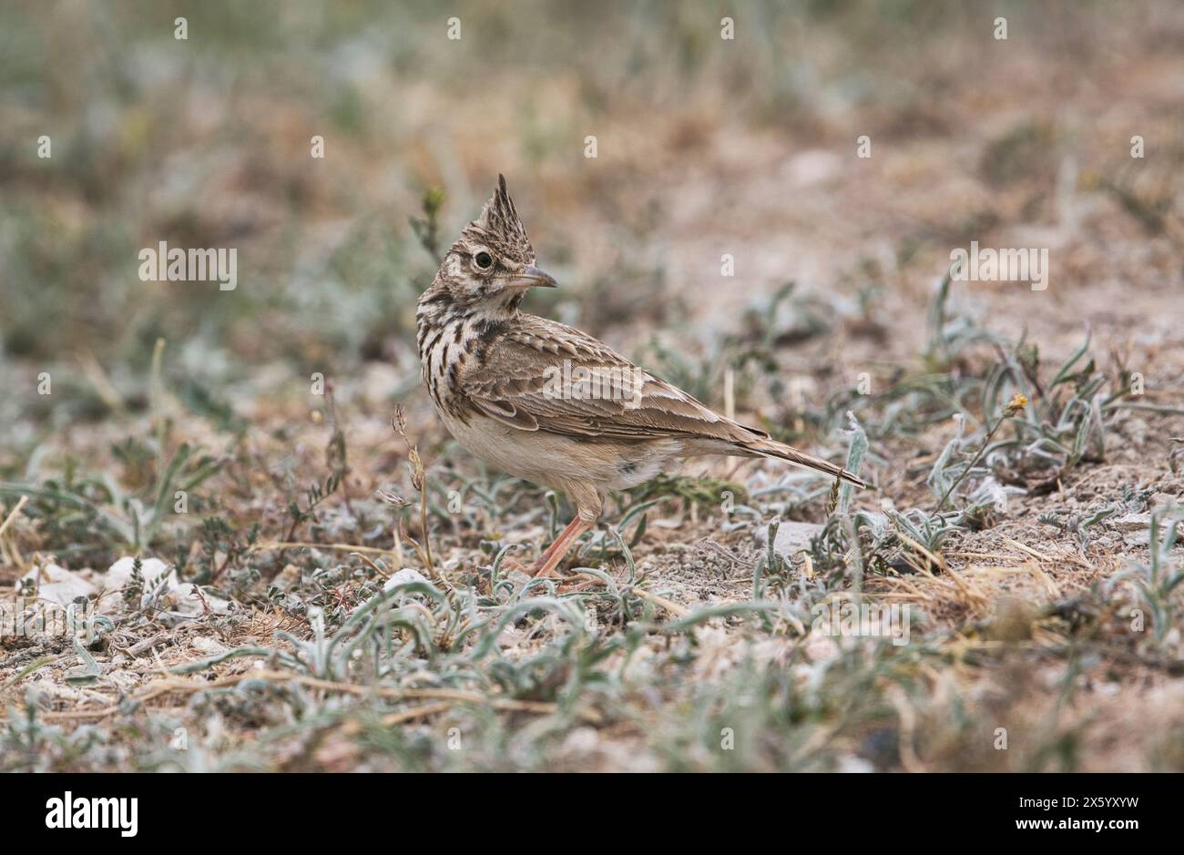 (Galerida cristata Crested Lark) Banque D'Images