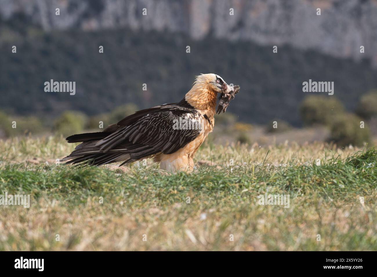 Lammergeier ou vautours barbu (Gypaetus barbatus), recueillant de la nourriture, qui semble être les os de la jambe d'un mammifère saboté Banque D'Images