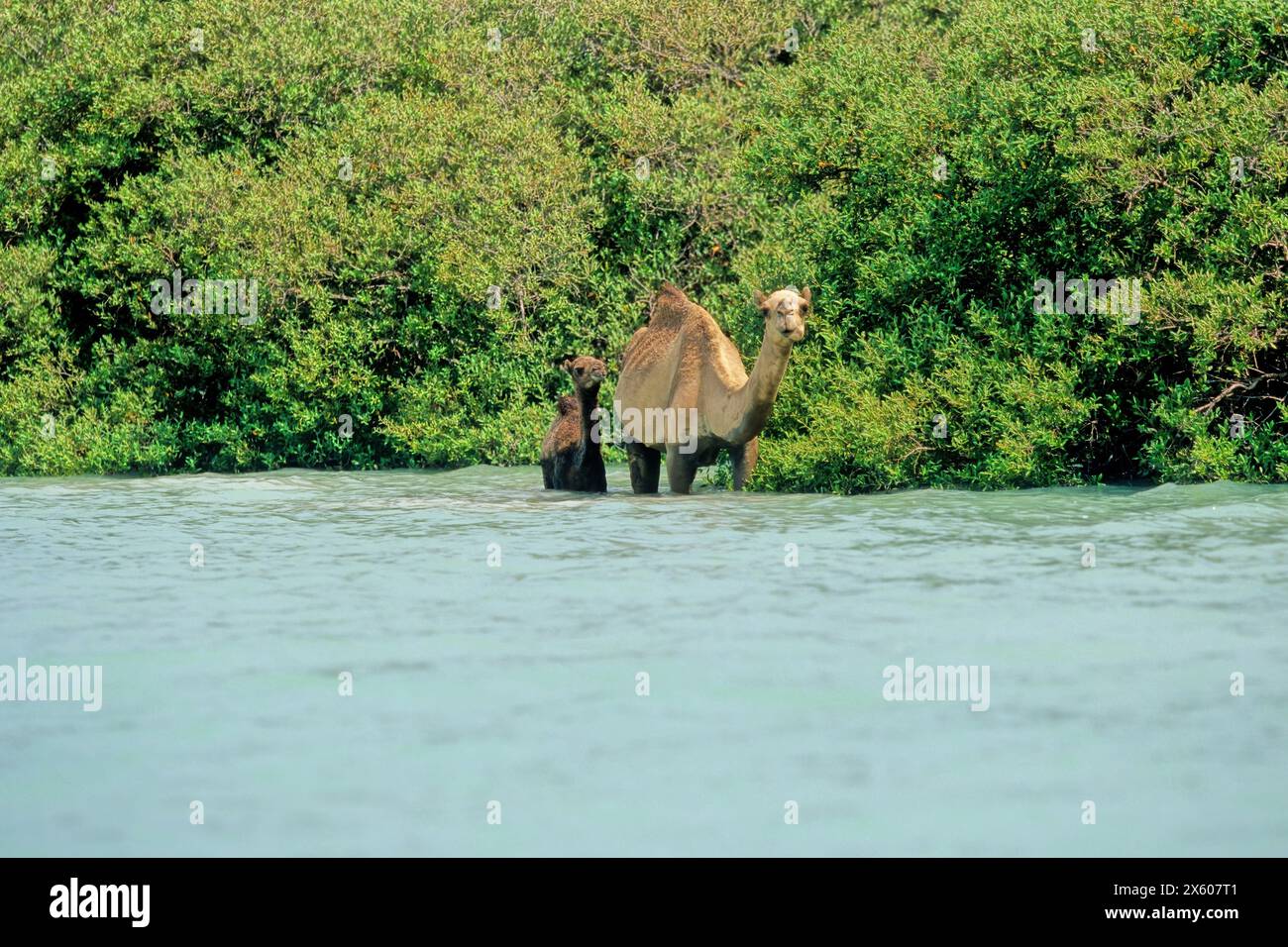 Le dromadaire (Camelus dromedarius, également connu sous le nom de dromadaire chameau, chameau d'Arabie,[4] ou chameau à une bosse, est un grand ongulé à doigts égaux, du GE Banque D'Images