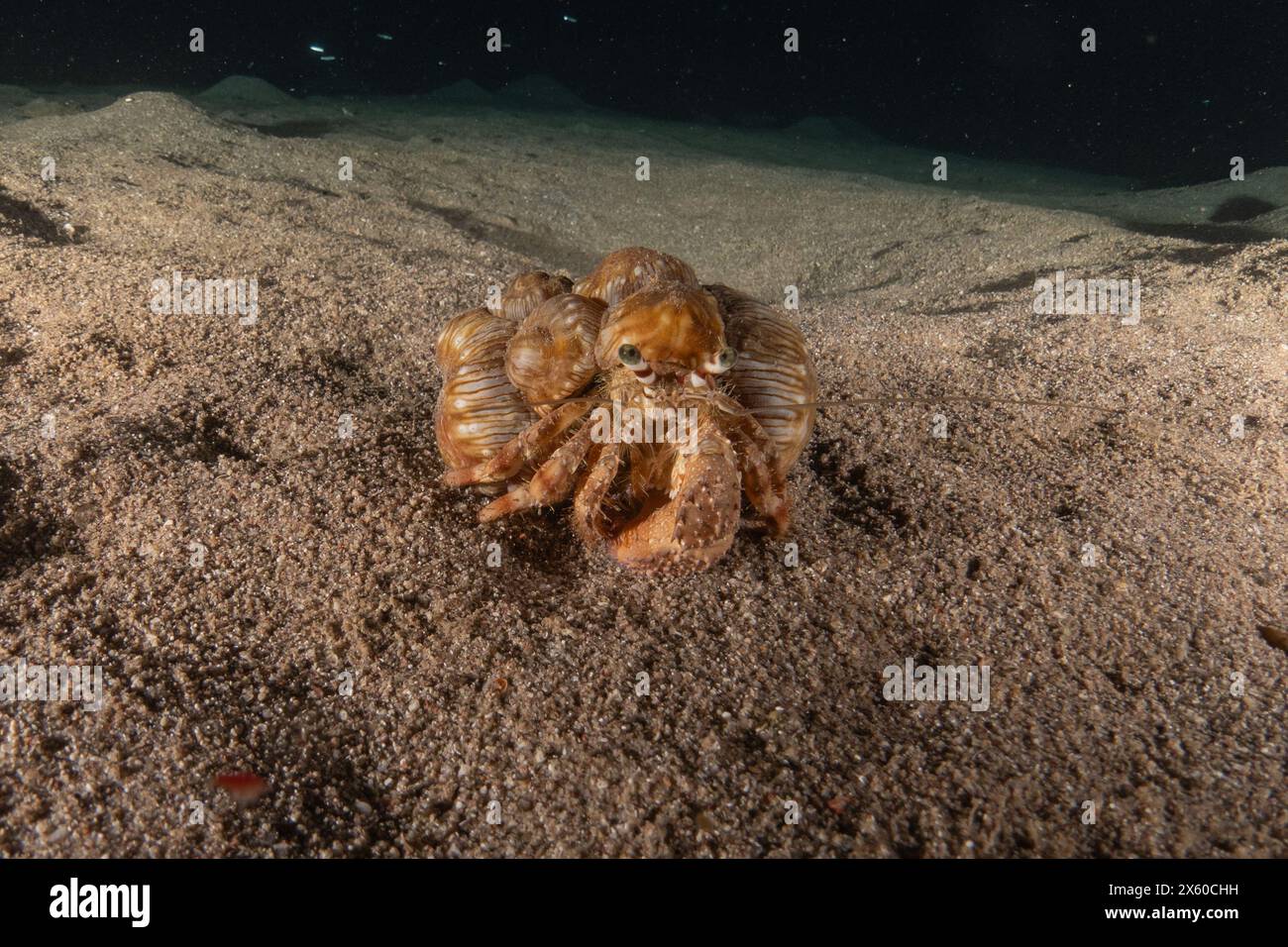 Ermit Crab dans la mer Rouge coloré et beau, Eilat Israël Banque D'Images