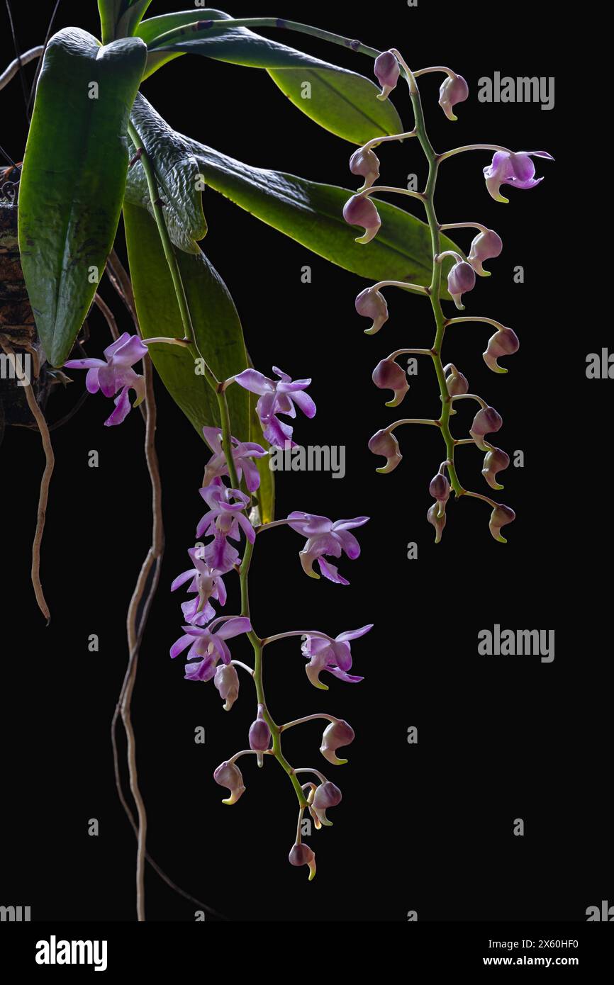Vue rapprochée des fleurs rose pourpre et blanche d'aerides crassifolia aka aerides à feuilles épaisses espèces d'orchidées épiphytes isolées sur fond noir Banque D'Images